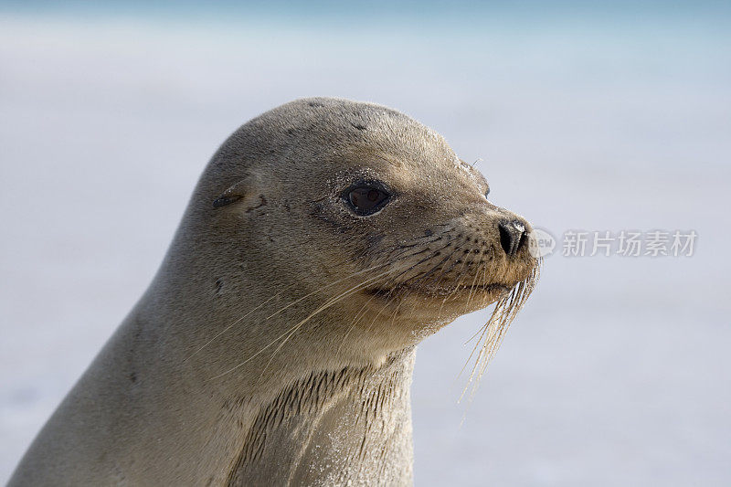 加拉帕戈斯海狮(Zalophus wollebacki)在加德纳海滩